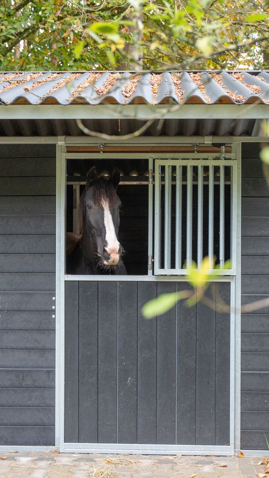 Zwart paard met bles kijkt uit de staldeur