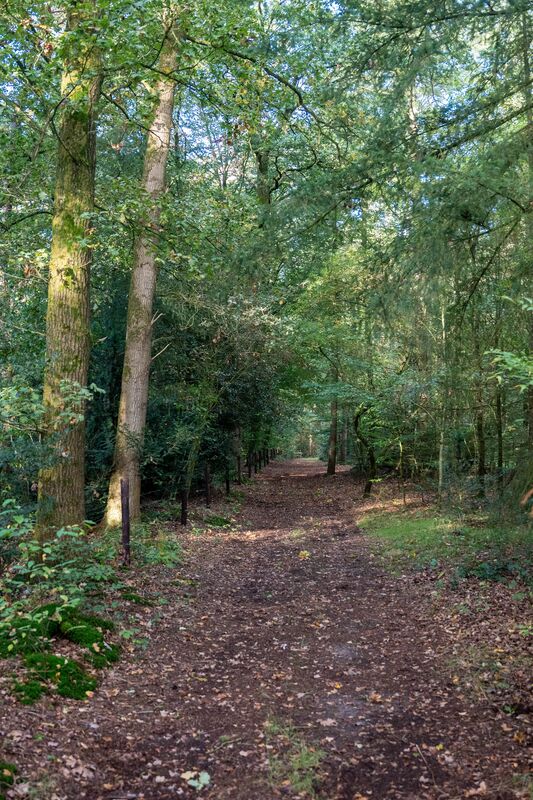Bospad met afgevallen blad tussen hoge bomen