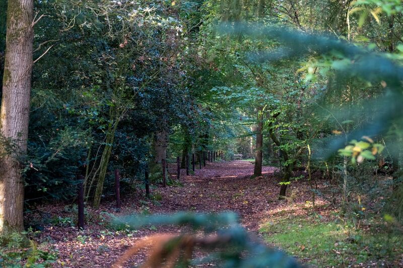 Bospad in de herfst met een hek langs de rand